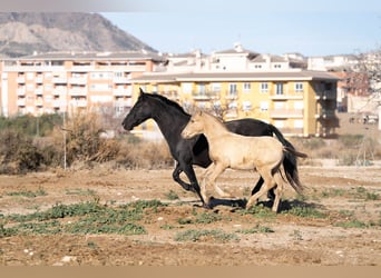 PRE Mestizo, Yegua, 19 años, 155 cm, Negro