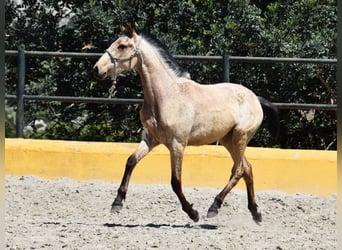 PRE, Yegua, 1 año, 135 cm, Bayo