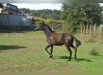 PRE, Yegua, 1 año, 140 cm, Negro