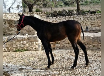PRE, Yegua, 1 año, 150 cm, Castaño oscuro