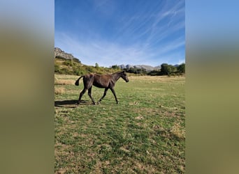 PRE, Yegua, 1 año, 150 cm, Negro