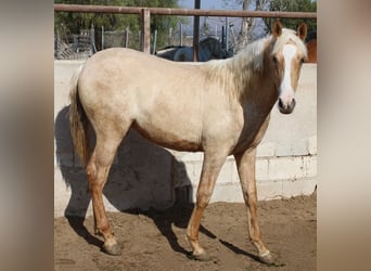 PRE, Yegua, 1 año, 150 cm, Palomino