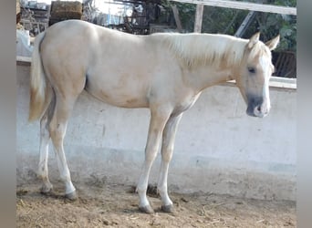 PRE, Yegua, 1 año, 150 cm, Palomino