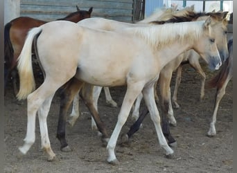 PRE, Yegua, 1 año, 150 cm, Palomino