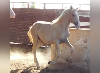 PRE, Yegua, 1 año, 150 cm, Palomino