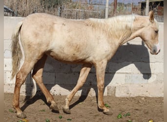 PRE, Yegua, 1 año, 150 cm, Palomino