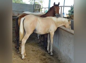 PRE, Yegua, 1 año, 150 cm, Palomino