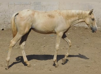 PRE, Yegua, 1 año, 150 cm, Palomino