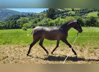 PRE, Yegua, 1 año, 150 cm, Tordo