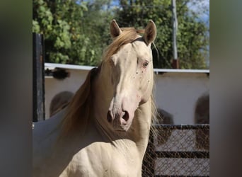 PRE Mestizo, Yegua, 1 año, 151 cm, Bayo