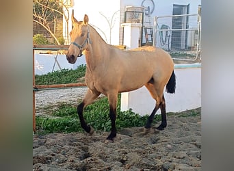 PRE Mestizo, Yegua, 1 año, 151 cm, Bayo