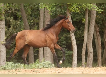 PRE Mestizo, Yegua, 1 año, 151 cm, Castaño
