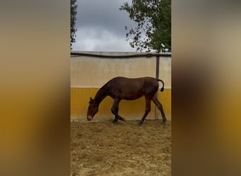 PRE Mestizo, Yegua, 1 año, 152 cm, Castaño