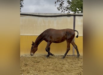 PRE, Yegua, 1 año, 152 cm, Castaño