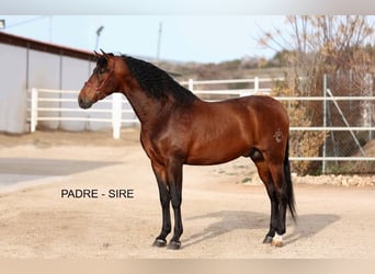 PRE Mestizo, Yegua, 1 año, 155 cm, Castaño claro