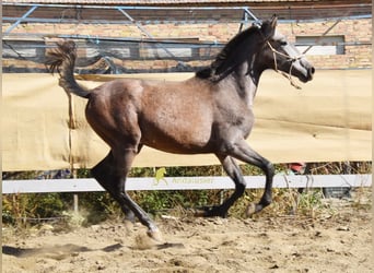 PRE, Yegua, 1 año, 155 cm, Tordo