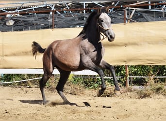 PRE, Yegua, 1 año, 155 cm, Tordo