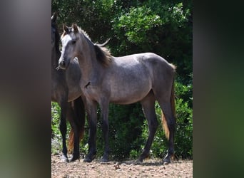 PRE Mestizo, Yegua, 1 año, 155 cm, Tordo