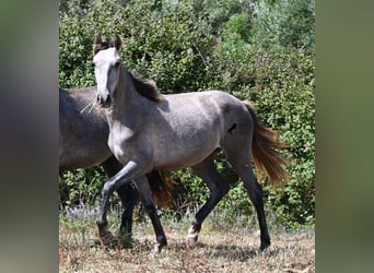PRE Mestizo, Yegua, 1 año, 155 cm, Tordo