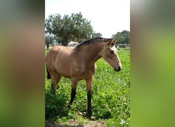 PRE Mestizo, Yegua, 1 año, 160 cm, Bayo