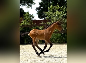 PRE, Yegua, 1 año, 160 cm, Perla