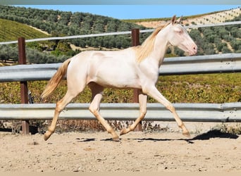 PRE Mestizo, Yegua, 1 año, 160 cm, Perlino