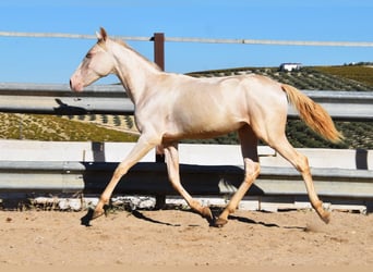 PRE Mestizo, Yegua, 1 año, 160 cm, Perlino