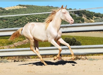 PRE Mestizo, Yegua, 1 año, 160 cm, Perlino