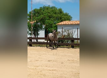 PRE, Yegua, 1 año, 160 cm, Tordo