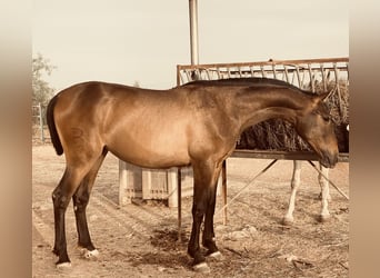 PRE, Yegua, 1 año, 162 cm, Castaño
