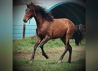PRE, Yegua, 1 año, 163 cm, Castaño
