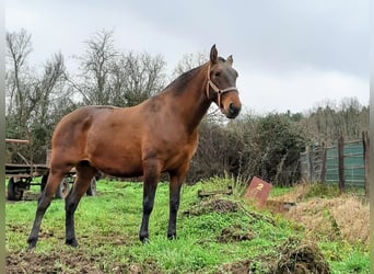 PRE, Yegua, 1 año, 163 cm, Castaño