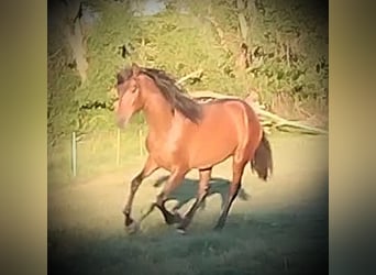 PRE Mestizo, Yegua, 1 año, 163 cm, Castaño claro