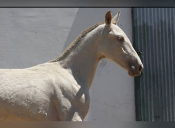 PRE Mestizo, Yegua, 1 año, 163 cm, Cremello