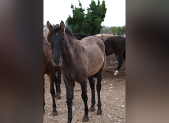 PRE Mestizo, Yegua, 1 año, 163 cm, Negro