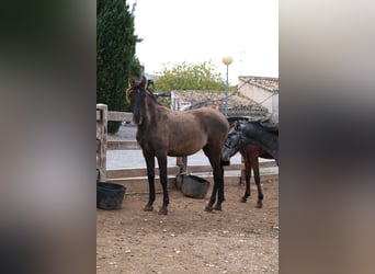 PRE Mestizo, Yegua, 1 año, 163 cm, Negro