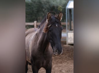 PRE Mestizo, Yegua, 1 año, 163 cm, Negro