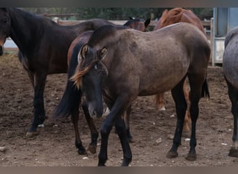 PRE Mestizo, Yegua, 1 año, 163 cm, Negro