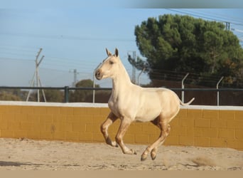 PRE Mestizo, Yegua, 1 año, 163 cm, Palomino