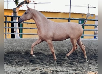 PRE Mestizo, Yegua, 1 año, 163 cm, Palomino