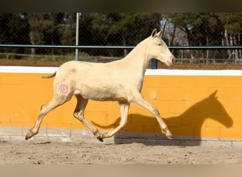 PRE, Yegua, 1 año, 163 cm, Perlino