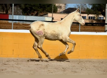 PRE, Yegua, 1 año, 163 cm, Perlino