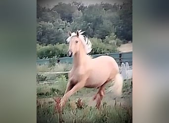 PRE, Yegua, 1 año, 164 cm, Palomino