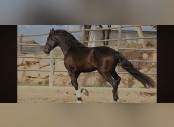 PRE, Yegua, 1 año, 167 cm, Negro