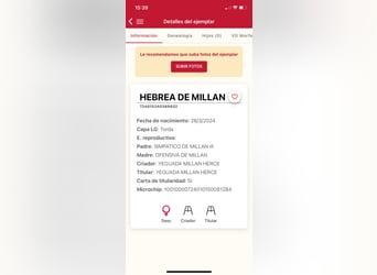 PRE, Yegua, 1 año, 167 cm, Tordo