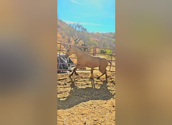 PRE, Yegua, 1 año, Bayo