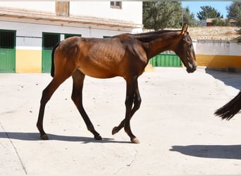 PRE, Yegua, 1 año, Bayo