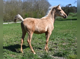 PRE Mestizo, Yegua, 1 año