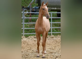 PRE Mestizo, Yegua, 1 año