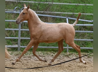PRE Mestizo, Yegua, 1 año